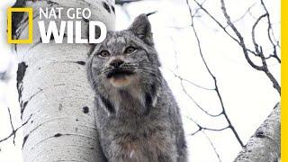 Two Lynx Cats Scream at Each Other—Can You Stand It? | Nat Geo Wild