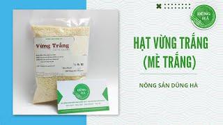 Hạt vừng trắng (Mè trắng)