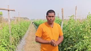 #Croptek #Solutek #Tomato-1 #Mahadhan #kabirdham #tomatospecial #Rupenderjaiswal