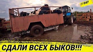 Cдали 11 быков. Как мы их вывозили после проливных дождей. Омск Москаленки жизнь в деревне.