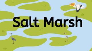 Salt Marsh