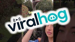 Ostrich Bites the Hand That Feeds It || ViralHog