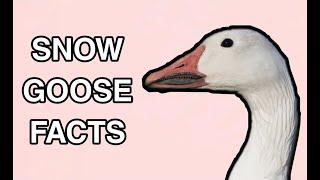 Snow Goose Facts - Wild Waterfowl!