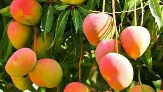 Majestic Mangoes: A Visual Ode to Nature's Sweet Delight"#mango #harvest