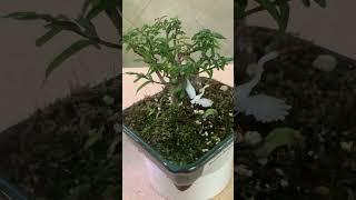 The Tropical Bonsai Inc. Mini Water Jasmine Bonsai