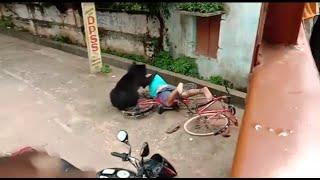 Wild bear attacks two people before getting rescued in India