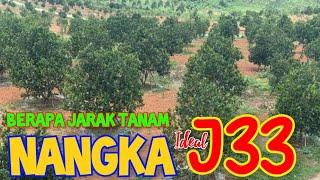JARAK TANAM IDEAL POHON NANGKA || NANGKA J33 MALAYSIA @juragan33  #nangkamadu #kebunnangka