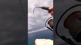 Shore Jigging dentex live strike