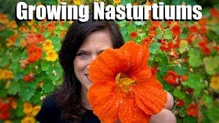 Growing Nasturtiums - An Edible, Easy-to-Grow Cool Season Flower 