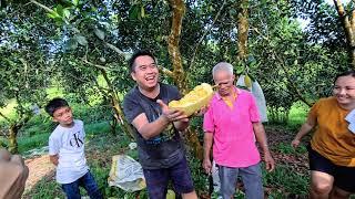 MENIKMATI BUAH CEMPEDAK KAWIN YANG SANGAT MANIS DI SEBAUH.