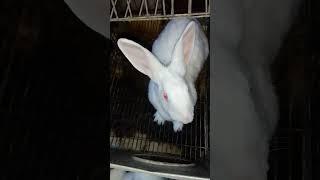 Cute Rabbit Funny #cute #like #monkey #donkey #camel #share #cats #animals #cat #rabbit