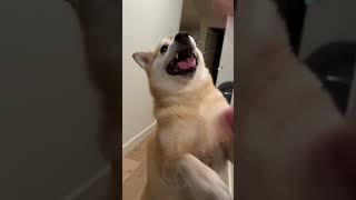 Pranking a Shiba Inu