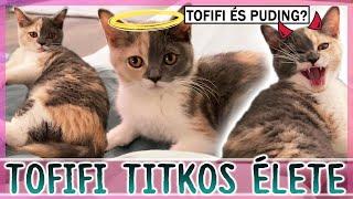 $ TOFIFI TITKOS ÉLETE  $