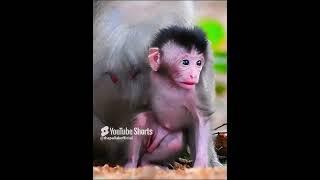 Nice baby monkey with mom #baby