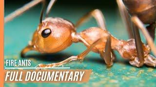 Fire Ants - Most succesful creature that has ever lived | Full Episode
