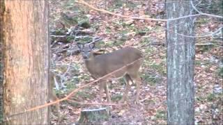 44 Magnum Deer Hunting Video 2014