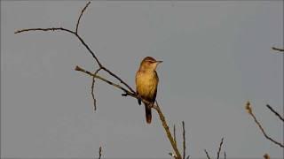 Drosselrohrsänger (Acrocephalus arundinaceus)