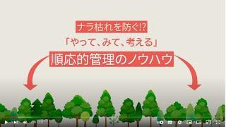 ナラ枯れを防ぐ!?　「やって、みて、考える」順応的管理のノウハウ（都立桜ヶ丘公園）