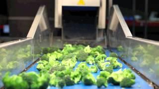 Vegetables Broccoli Cut Machinery - Broccoli Floretting Machine - SILEX - www.aitenet.com