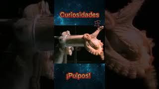 ¡DATO CURIOSO! ¡Pulpos!