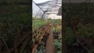 sheetal nursery talere sindhudurg | nursery life | #gardening #shorts #nurserylife