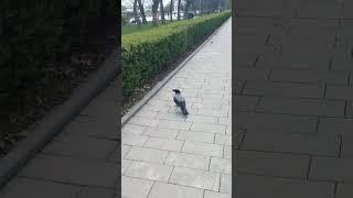 Волгоград набережная умная ворона