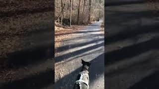 Chloe's reactions to people passing by while hiking in Brandywine Creek State Park in DE