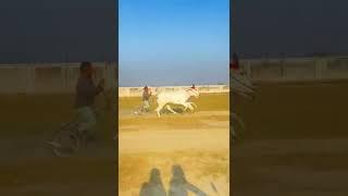 Yadav ox race #new #viral panjab ox race (Jalalpur Gwalior)