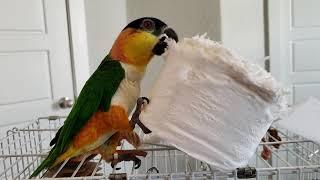 Day 1. Izzy, the Caique, and his Toilet Paper Toy.