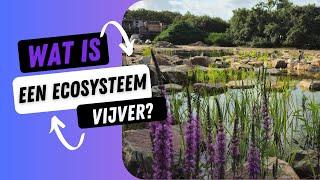 Waarom is een ecosysteem vijver de beste vijver die je kan aanleggen?