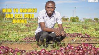 How to Harvest and sell bulb Onions