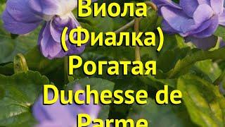 Виола рогатая. Краткий обзор, описание характеристик viola rubin Duchesse de Parme