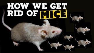 How To Get Rid Of Mice - Major Pest Control Company