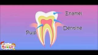 Tooth Structure - inside a Tooth - Lesson - Education videos by www.makemegenius.com