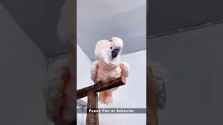 #funny #happy #funnyanimal