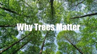 Why Trees Matter