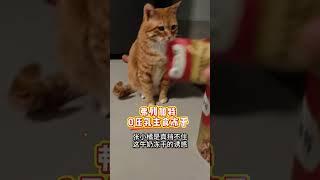 小猫大晚上不睡觉 是什么在吸引它 橘猫 记录猫咪日常  弗列加特 猫粮 弗列加特牛奶冻干