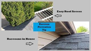 Critter Prevention Tip | Keep Raccoons Off Roof | Trim Trees | No Easy Access