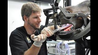 Equine Sports Medicine and Dentistry Veterinarian, Dr. Tyler Davis