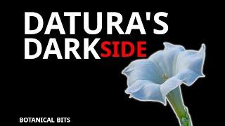 The Dark Side of Datura: A Deceptive Beauty | Short Documentary About the Devil's Trumpet