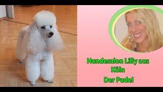 Dog Grooming Poodle Pudel Hundesalon Lilly Köln Beauty & Styling  Hundepflege Köln Hundefriseur Köln