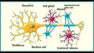 Sistem Saraf - Part 1  I  Bagaimana Sel Saraf Bekerja?  I  Neuron  I  Tipe neuron