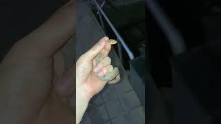 쇠살모사