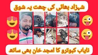 Shahzad Khan Of Islamabad K Champion Kabootar || Syed Pigeons Officials