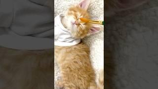 Painting my Kitten ORANGE  Cute kitten #cat #lovecats #cats #catvideos #kittens #kitten #art