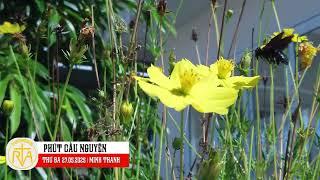 Phút Cầu Nguyện, Thứ Ba 27/05/2025: Ngài đã lấy máu đào chuộc về cho Thiên Chúa,...