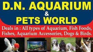 Pet shop in Nagaon /‍⬛‍ D.N Aquarium &Pets World