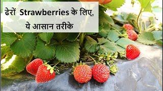 Grow Strawberry : बहुत सारे फल के लिए अपनाइये ये तरीका | Delicious home grown strawberry