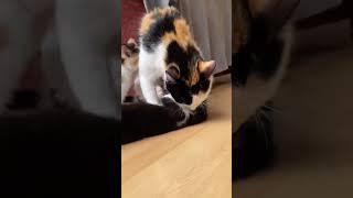 Top 3 Funny Moments Of Pets #viralpet #love