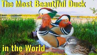 The Most Beautiful Duck in the World. Mandarin Duck.